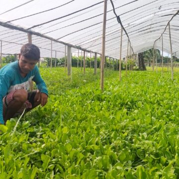 শীতকালীন সবজি চাষ হচ্ছে বর্ষায়।