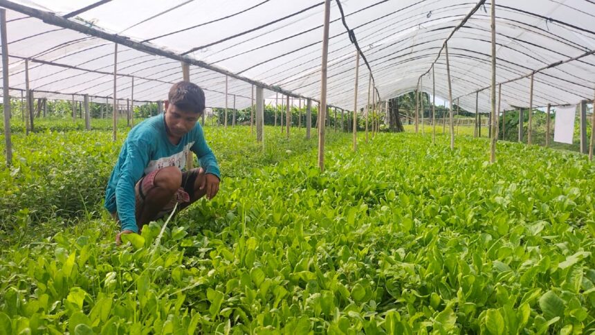 শীতকালীন সবজি চাষ হচ্ছে বর্ষায়।